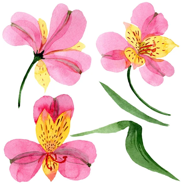 Rosa alstroemeria flores botánicas florales. Conjunto de fondo acuarela. Elemento ilustrativo de alstroemeria aislada . — Foto de Stock