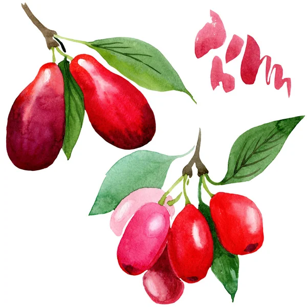 Kornoelje rode vruchten en groene bladeren. Aquarel achtergrond illustratie instellen. Geïsoleerde Cornus mas illustratie element. — Stockfoto