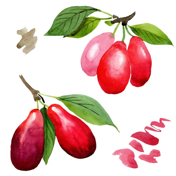 Červené ovoce z dogwoodu a zelené listí. Vodný obrázek pozadí-barevný. Izolovaná kornus MAS ilustrace. — Stock fotografie