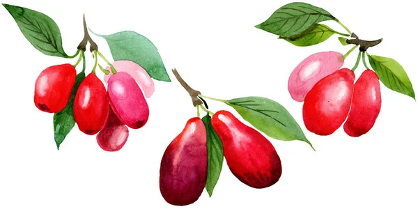 Hartriegel rote Früchte und grüne Blätter. Aquarell Hintergrundillustration Set. isoliertes cornus mas Illustrationselement. — Stockfoto