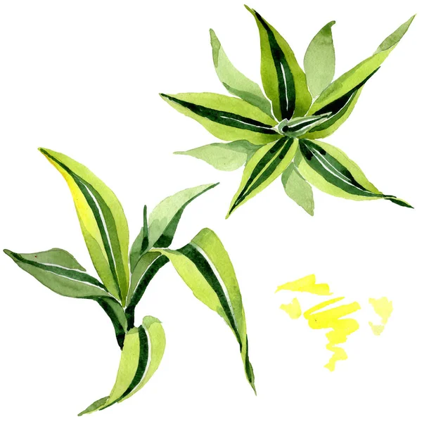 ドレイナの緑の葉葉植物の花の葉。水彩画の背景セット。分離されたドレイセナイラスト要素. — ストック写真