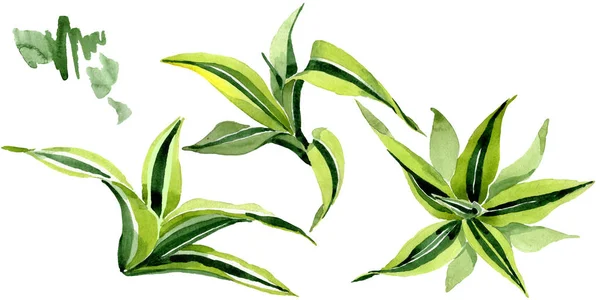 Hojas verdes Dracena. Planta follaje floral de hoja. Conjunto de fondo acuarela. Elemento ilustrativo de dracena aislada . — Foto de Stock