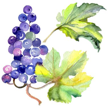 Üzüm berry sağlıklı gıda izole bir suluboya tarzında. Suluboya arka plan ayarlamak. İzole meyve illüstrasyon öğesi.