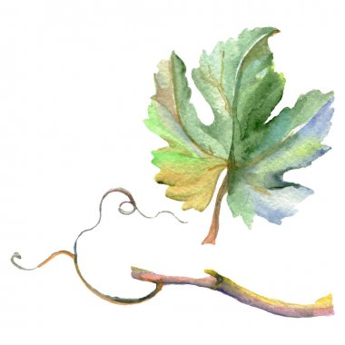 Yeşil asma yaprağı dalı. Suluboya arka plan illüstrasyon seti. İzole üzüm illüstrasyon elemanı.