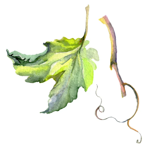 Ramo de folhas de videira verde. Conjunto de ilustração de fundo aquarela. Elemento de ilustração isolado da uva . — Fotografia de Stock
