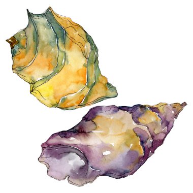 Yaz plaj deniz kabuğu tropikal unsurlar. Suluboya arka plan illüstrasyon seti. Yalıtılmış kabuk çizimi.