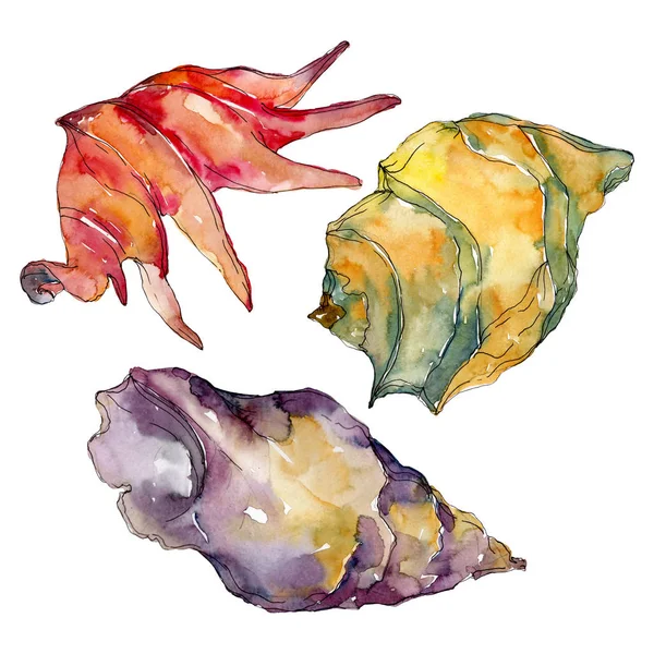 Playa de verano elementos tropicales de concha marina. Conjunto de ilustración de fondo acuarela. Ilustración aislada de conchas . —  Fotos de Stock