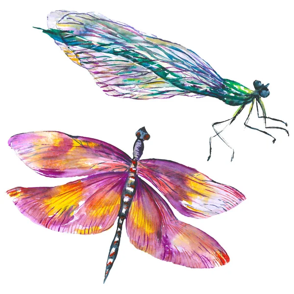 Exotische Dragonfly wilde insect. Aquarel achtergrond illustratie instellen. Geïsoleerde Dragonfly illustratie element. — Stockfoto