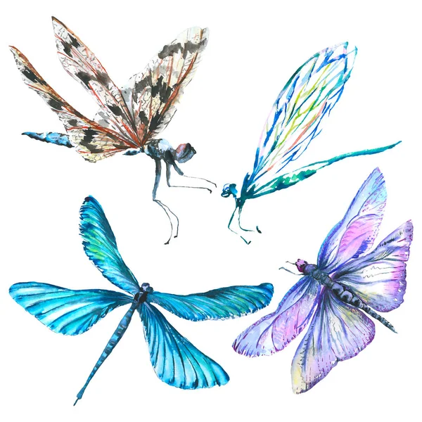 Egzotikus szitakötő vad rovar. Akvarell háttér illusztráció meg. Elszigetelt szitakötő illusztráció elem. — Stock Fotó