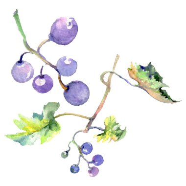 Üzüm berry sağlıklı gıda izole bir suluboya tarzında. Suluboya arka plan ayarlamak. İzole meyve illüstrasyon öğesi.