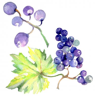 Üzüm berry sağlıklı gıda izole bir suluboya tarzında. Suluboya arka plan ayarlamak. İzole meyve illüstrasyon öğesi.