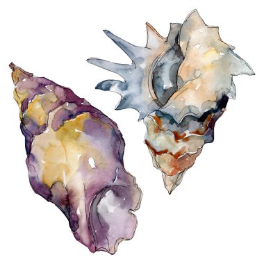 Yaz plaj deniz kabuğu tropikal unsurlar. Suluboya arka plan illüstrasyon seti. Yalıtılmış kabuk çizimi.