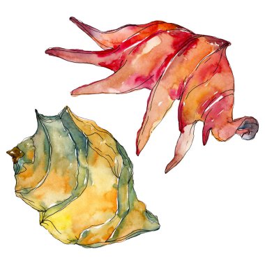 Yaz plaj deniz kabuğu tropikal unsurlar. Suluboya arka plan illüstrasyon seti. Yalıtılmış kabuk çizimi.