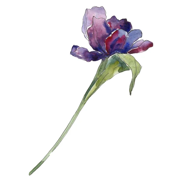 Fiori botanici floreali di tulipano viola. Acquerello sfondo illustrazione set. Elemento di illustrazione tulipani isolati . — Foto Stock