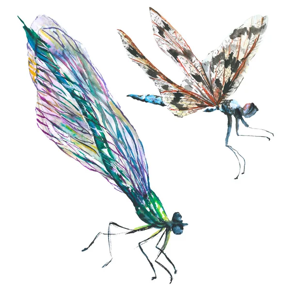 Exotische Dragonfly wilde insect. Aquarel achtergrond illustratie instellen. Geïsoleerde Dragonfly illustratie element. — Stockfoto