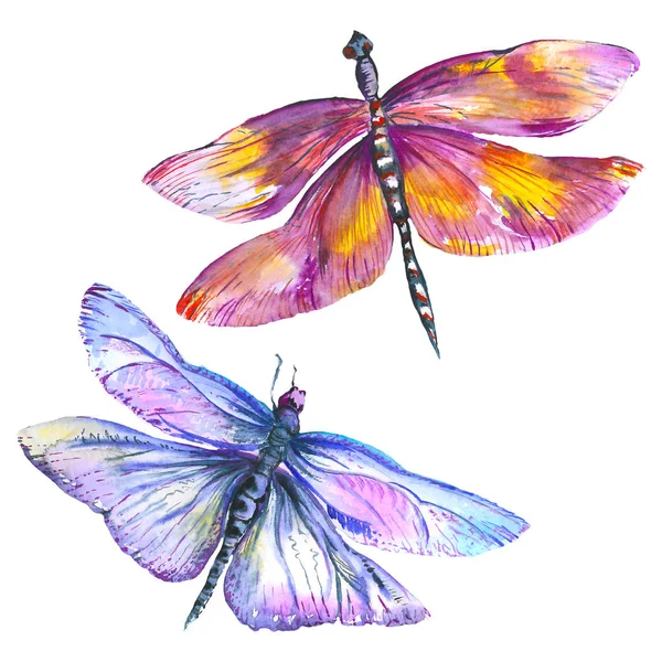 Exotiska trollslända vild insekt. Akvarell bakgrund illustration uppsättning. Isolerad trollslända illustration element. — Stockfoto