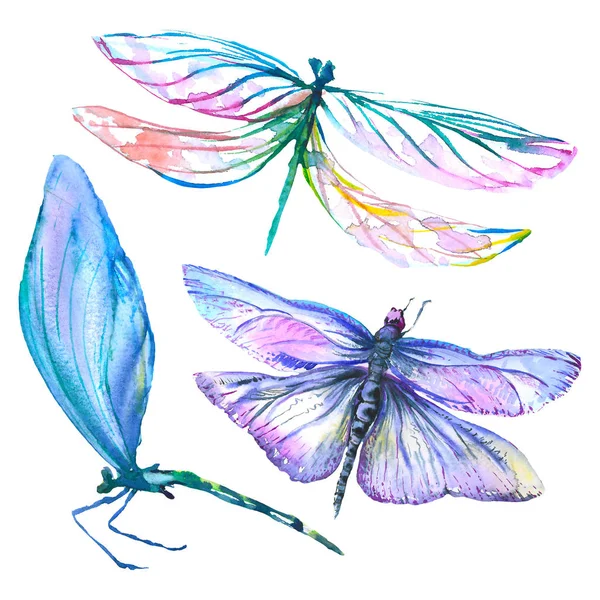 Inseto selvagem de libélula exótica. Conjunto de ilustração de fundo aquarela. Isolado libélula ilustração elemento . — Fotografia de Stock