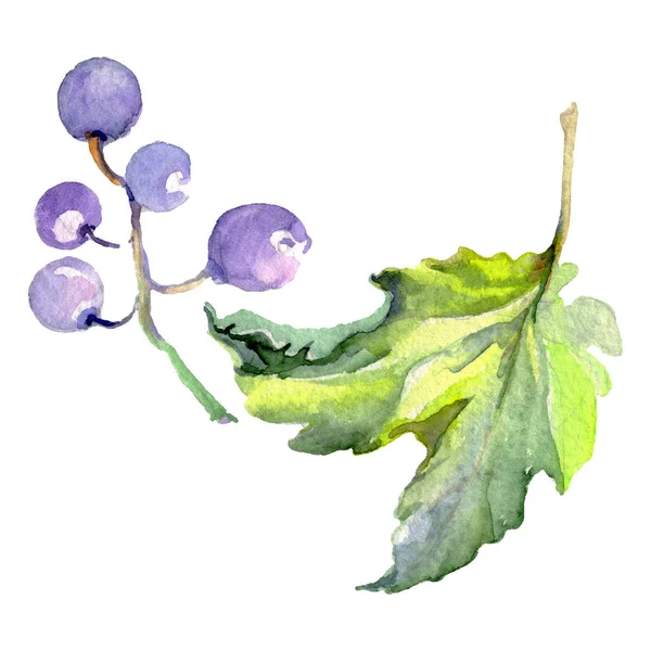 Alimentos saludables de uva de bayas en un estilo de acuarela aislado. Conjunto de fondo acuarela. Elemento de ilustración de frutas aisladas . —  Fotos de Stock