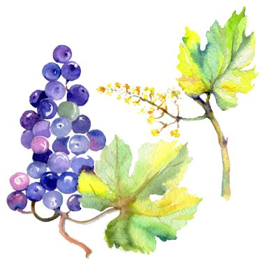 Üzüm berry sağlıklı gıda izole bir suluboya tarzında. Suluboya arka plan ayarlamak. İzole meyve illüstrasyon öğesi.