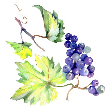 Üzüm berry sağlıklı gıda izole bir suluboya tarzında. Suluboya arka plan ayarlamak. İzole meyve illüstrasyon öğesi.