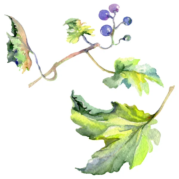 Fruta de uva comida saudável em um estilo aquarela isolado. Conjunto de fundo aquarela. Elemento de ilustração isolado do fruto . — Fotografia de Stock