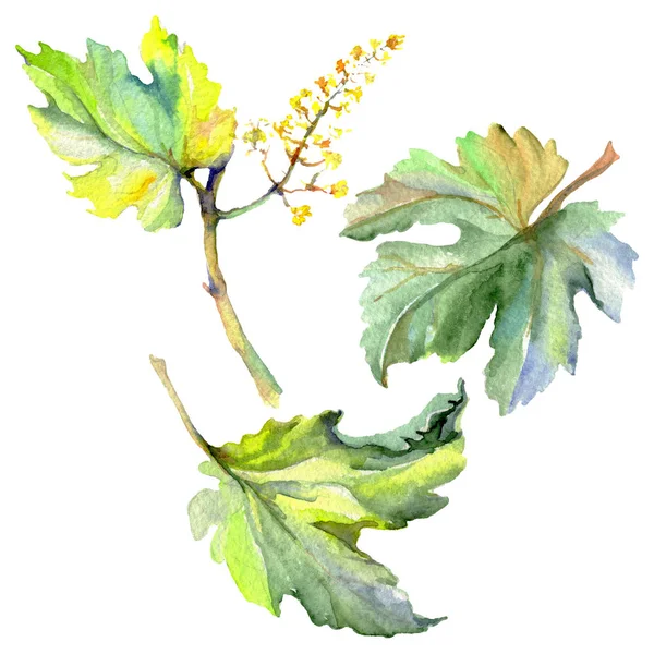 Rama de hojas de vid verde. Conjunto de ilustración de fondo acuarela. Elemento ilustrativo aislado de la uva . —  Fotos de Stock