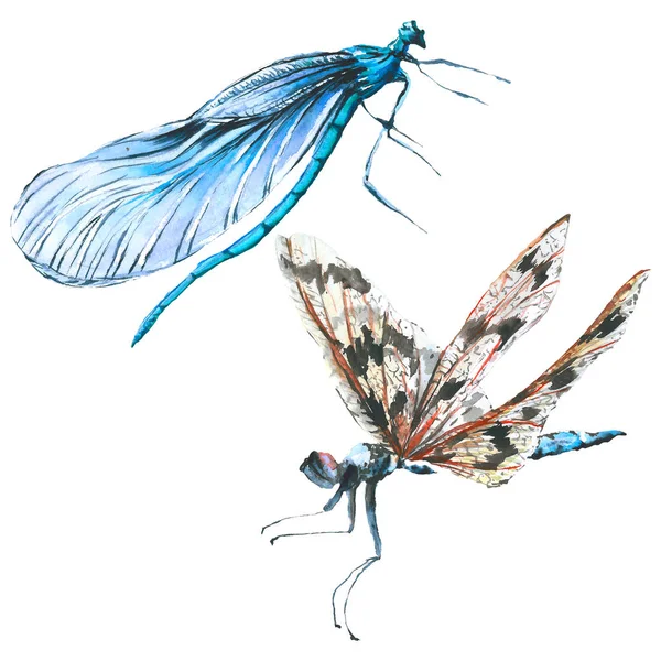 Insetto selvatico esotico della libellula. Acquerello sfondo illustrazione set. Elemento di illustrazione isolato della libellula . — Foto Stock