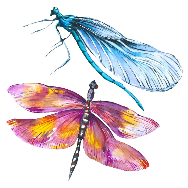 Exotische Dragonfly wilde insect. Aquarel achtergrond illustratie instellen. Geïsoleerde Dragonfly illustratie element. — Stockfoto