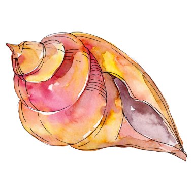 Suluboya yaz plaj deniz kabuğu tropikal unsurlar. Sualtı yaratıkları. Yalıtılmış kabukları illüstrasyon elemanı.