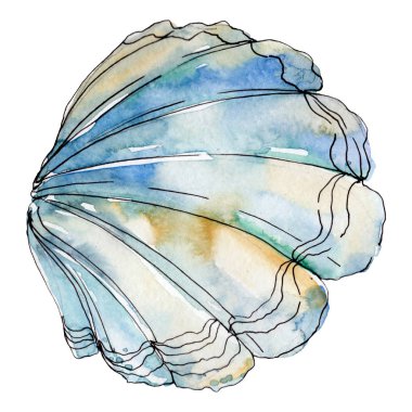 Suluboya yaz plaj deniz kabuğu tropikal unsurlar. Sualtı yaratıkları. Yalıtılmış kabukları illüstrasyon elemanı.