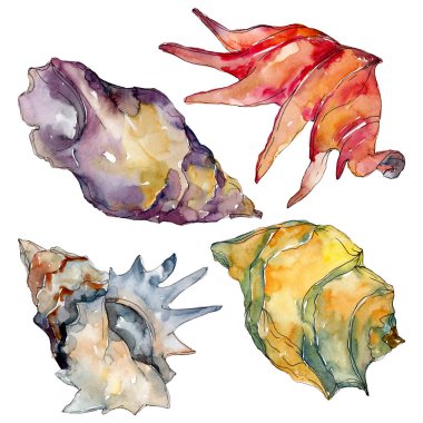 Yaz plaj deniz kabuğu tropikal unsurlar. Suluboya arka plan illüstrasyon seti. Yalıtılmış kabuk çizimi.