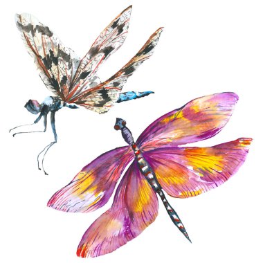 Egzotik yusufçuk vahşi böcek. Suluboya arka plan illüstrasyon seti. İzole yusufçuk illüstrasyon elemanı.