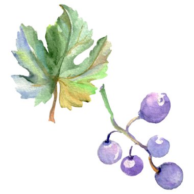 Üzüm berry sağlıklı gıda izole bir suluboya tarzında. Suluboya arka plan ayarlamak. İzole meyve illüstrasyon öğesi.