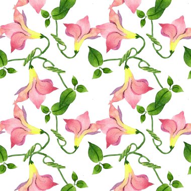 Pembe mandevilla çiçek botanik çiçekler. Suluboya illüstrasyon arka plan seti. Kesintisiz arka plan deseni.