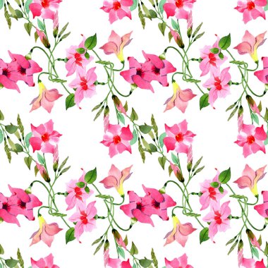 Pembe mandevilla çiçek botanik çiçekler. Suluboya illüstrasyon arka plan seti. Kesintisiz arka plan deseni.