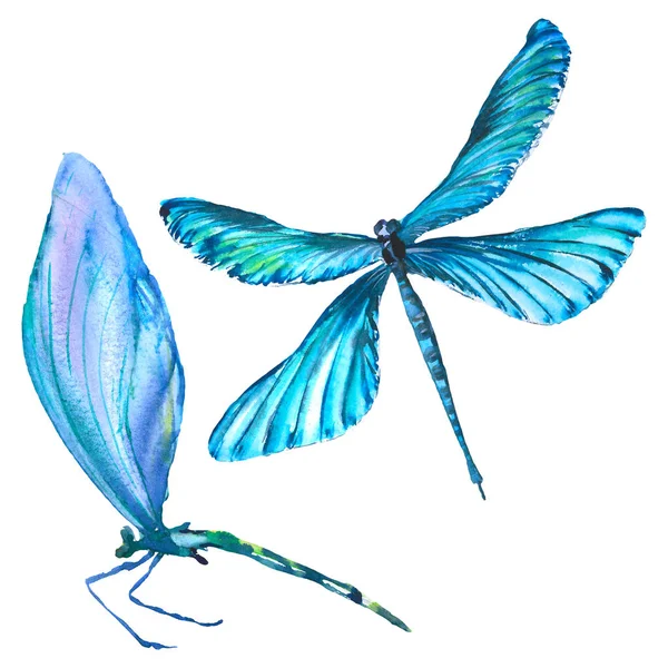 Egzotikus szitakötő vad rovar. Akvarell háttér illusztráció meg. Elszigetelt szitakötő illusztráció elem. — Stock Fotó