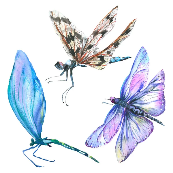 Egzotyczny Dragonfly dziki owad. Akwarela zestaw ilustracji tła. Element ilustracji na białym tle ważki. — Zdjęcie stockowe
