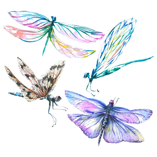 Exotische Libelle wildes Insekt. Aquarell Hintergrundillustration Set. isolierte Libelle Illustrationselement. — Stockfoto