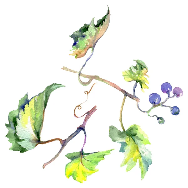 Виноград ягоды здоровой пищи в акварели стиле изолированы. Акварельный набор фона. Изолированный фруктовый иллюстрационный элемент . — стоковое фото