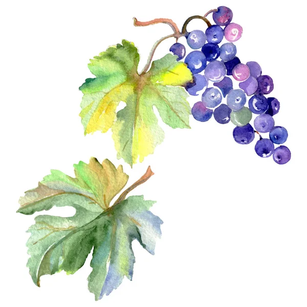 葡萄浆果健康食品在水彩画风格隔离。水彩背景设置。被隔绝的果子例证元素. — 图库照片