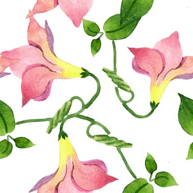 Pembe mandevilla çiçek botanik çiçekler. Suluboya illüstrasyon arka plan seti. Kesintisiz arka plan deseni.