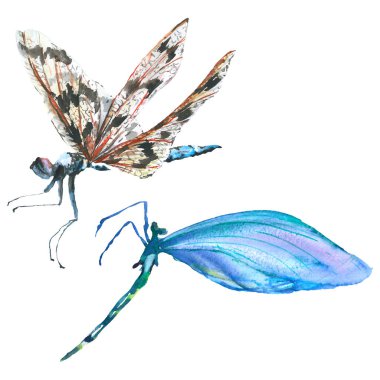 Egzotik yusufçuk vahşi böcek. Suluboya arka plan illüstrasyon seti. İzole yusufçuk illüstrasyon elemanı.