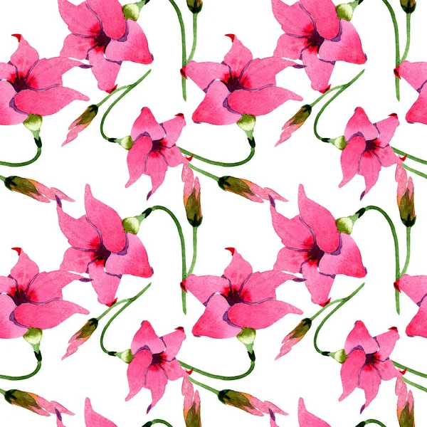Pembe mandevilla çiçek botanik çiçekler. Suluboya illüstrasyon arka plan seti. Kesintisiz arka plan deseni.