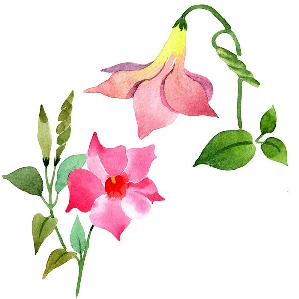 Roze mandevilla Floral botanische bloemen. Aquarel achtergrond set. Geïsoleerde mandevilla illustratie element. — Stockfoto