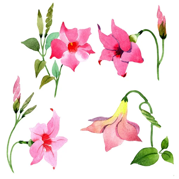 Rosa Mandevilla blommor botaniska blommor. Akvarell bakgrund set. Isolerad Mandevilla illustration element. — Stockfoto