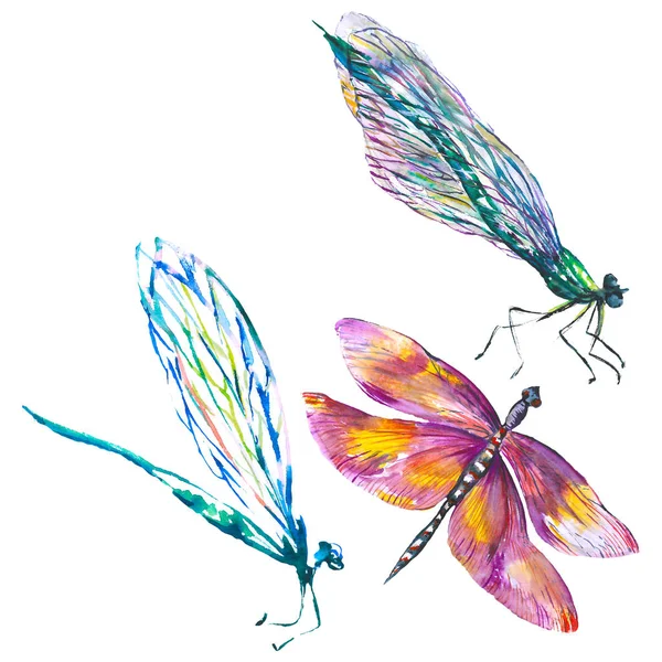 Exotische Dragonfly wilde insect. Aquarel achtergrond illustratie instellen. Geïsoleerde Dragonfly illustratie element. — Stockfoto