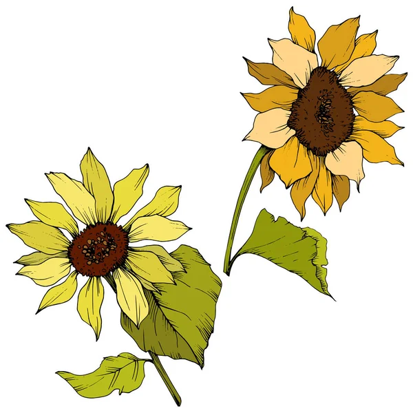 Vector Sunflower floral botanical flowers. Yellow and green engraved ink art. Isolated sunflower illustration element.