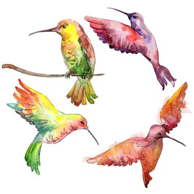 Bir vahşi yaşamda gökyüzü kuşu colibri. Suluboya arka plan illüstrasyon seti. İzole sinekkuşu illüstrasyon elemanı.