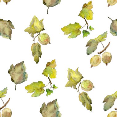 Bektaşi üzümü sağlıklı gıda. Suluboya arka plan illüstrasyon seti. Kesintisiz arka plan deseni.