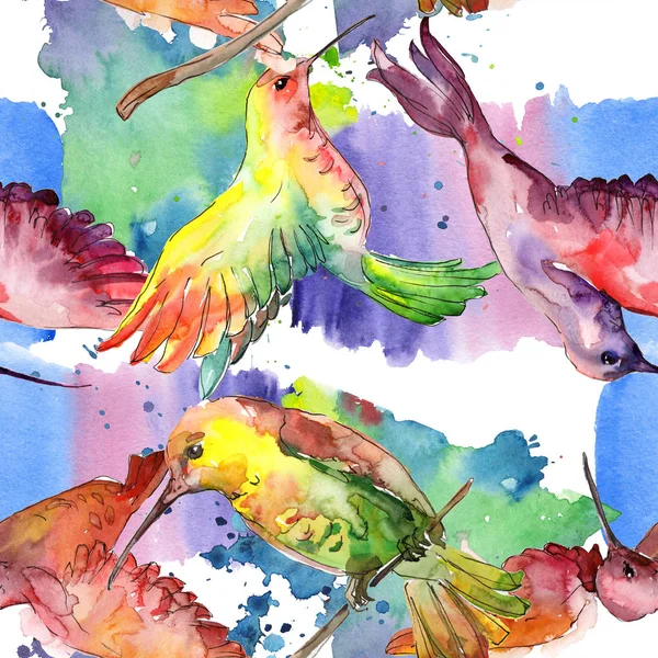Himmelsvogel colibri in einer Tierwelt. Aquarell Hintergrundillustration Set. nahtloses Hintergrundmuster. — Stockfoto